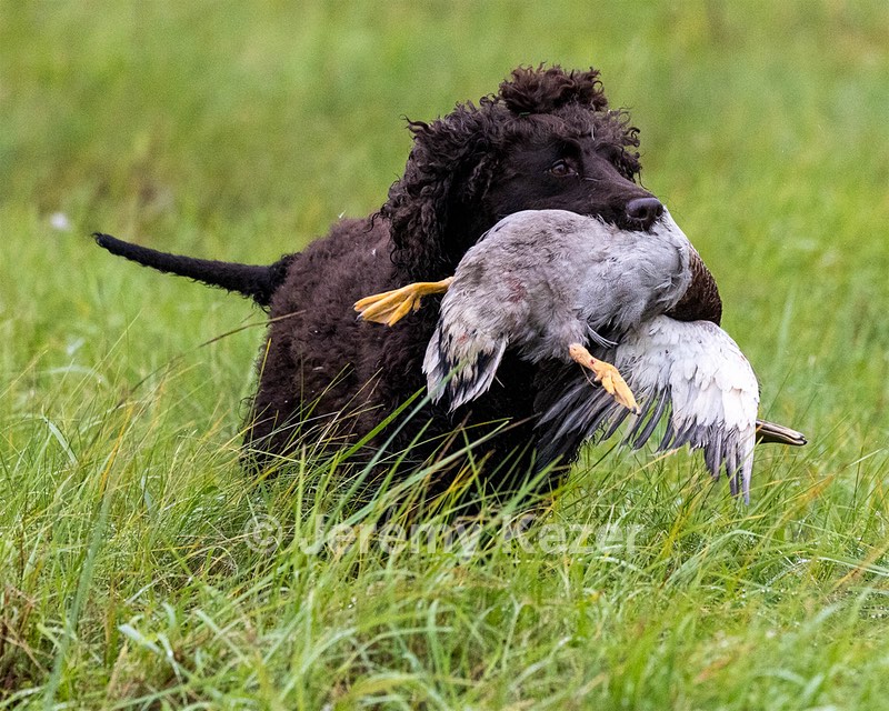 Ghillie Kezer