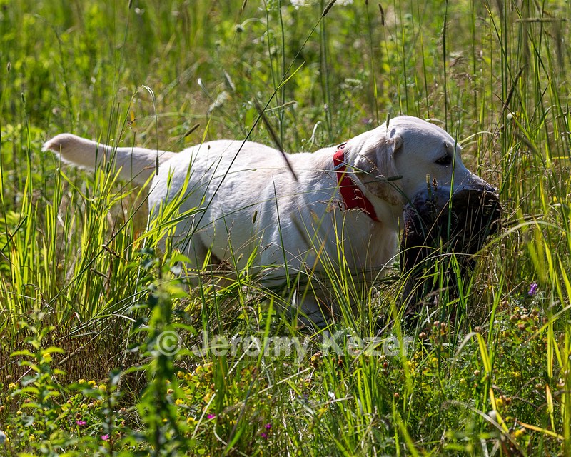 Henry