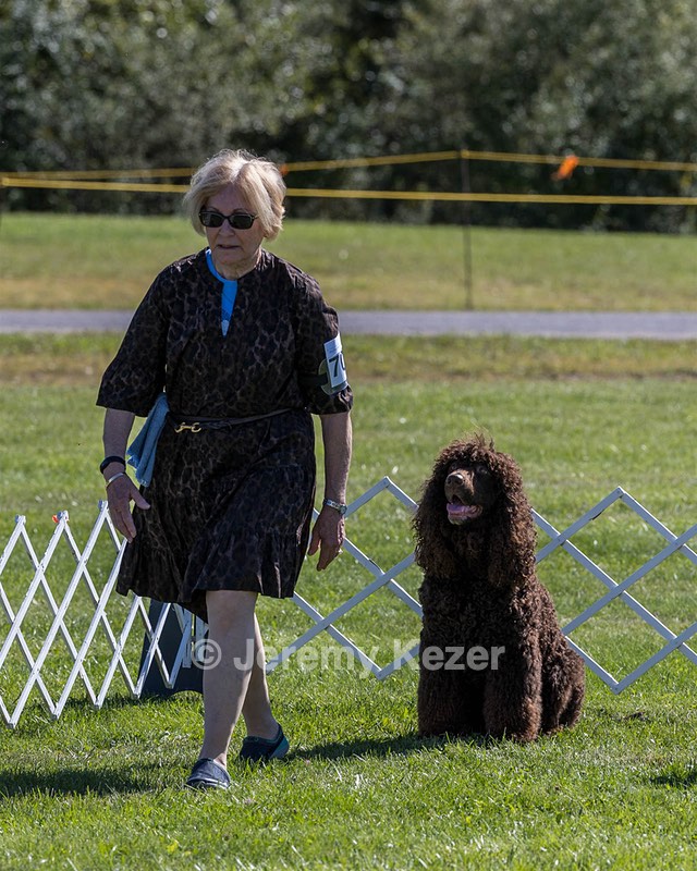 GCH CH CASTLEHILL'S RAMBLIN' RAFAEL O'CRISPIN BN (Rafi)