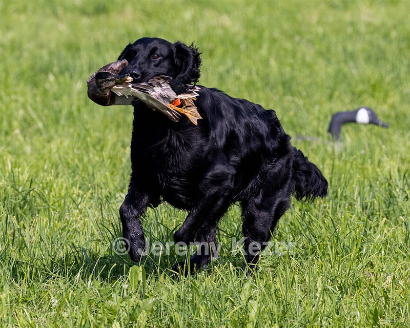 Crusoe Kuchinos