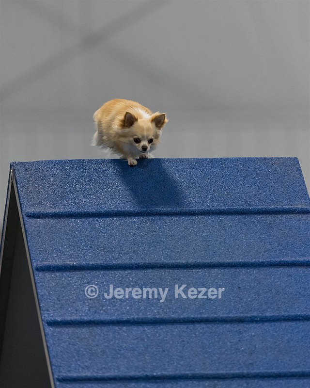 Grizzly Bauman