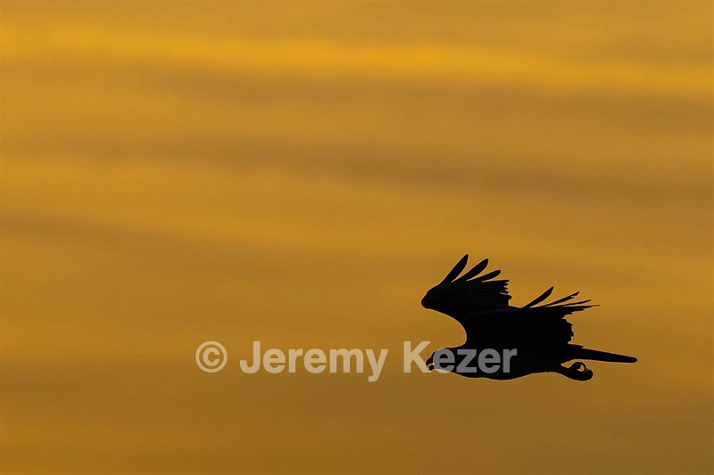 Osprey
