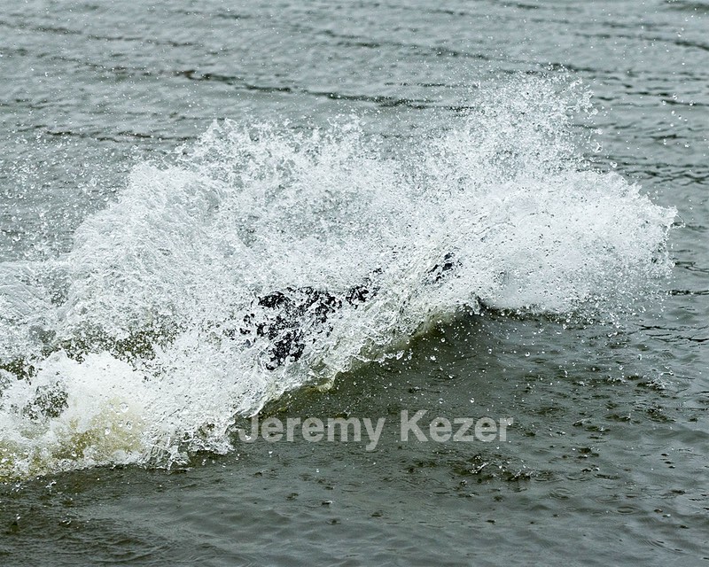 Splash