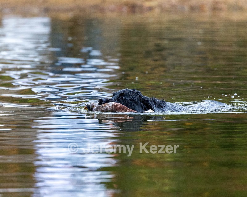 Ripple