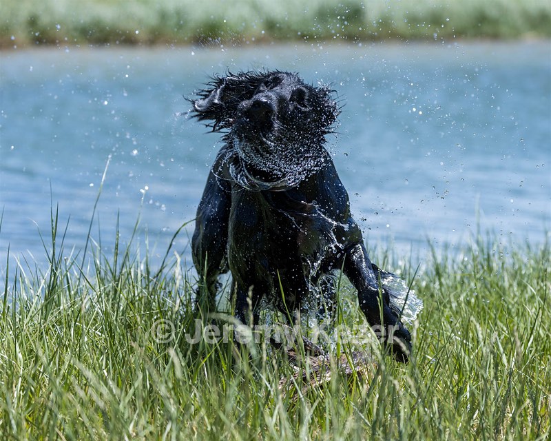 Kiri