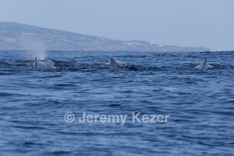 Sperm Whale