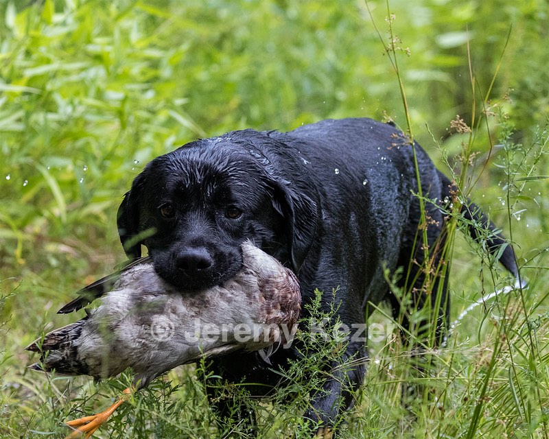 Waylon