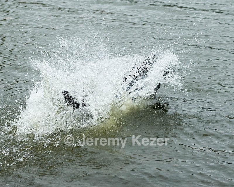 Splash