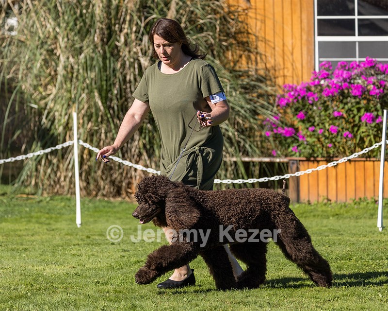 11 - GCH CH BREKKON'S FIRST MARK BN RN CGC TKN