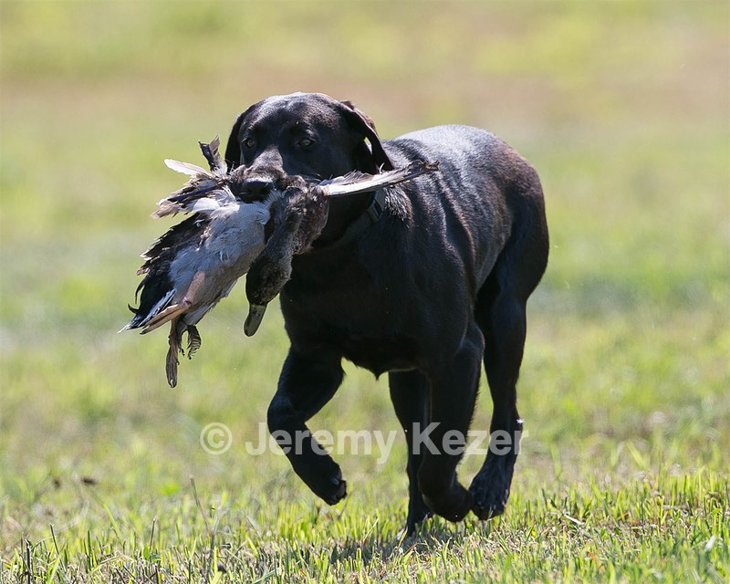 Moose Planty