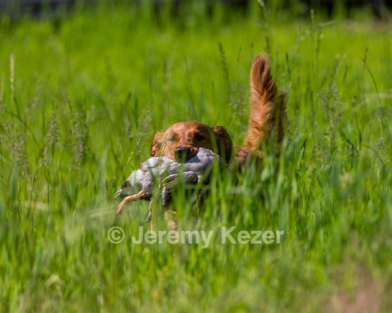 Rocket Kuegler