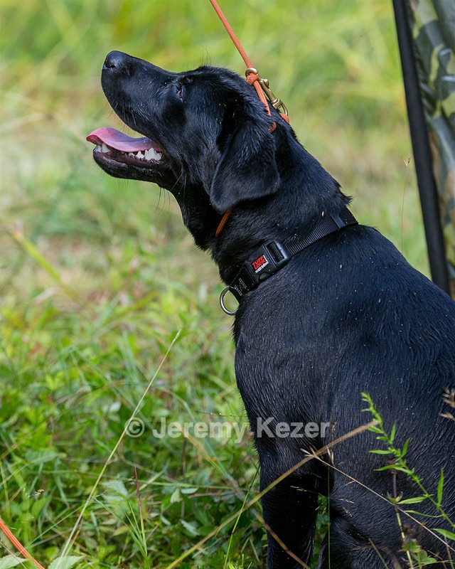 Moxie