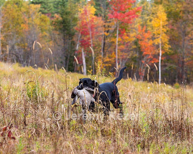 Iowa Pointing Labs Messinger's Kel (Kel)