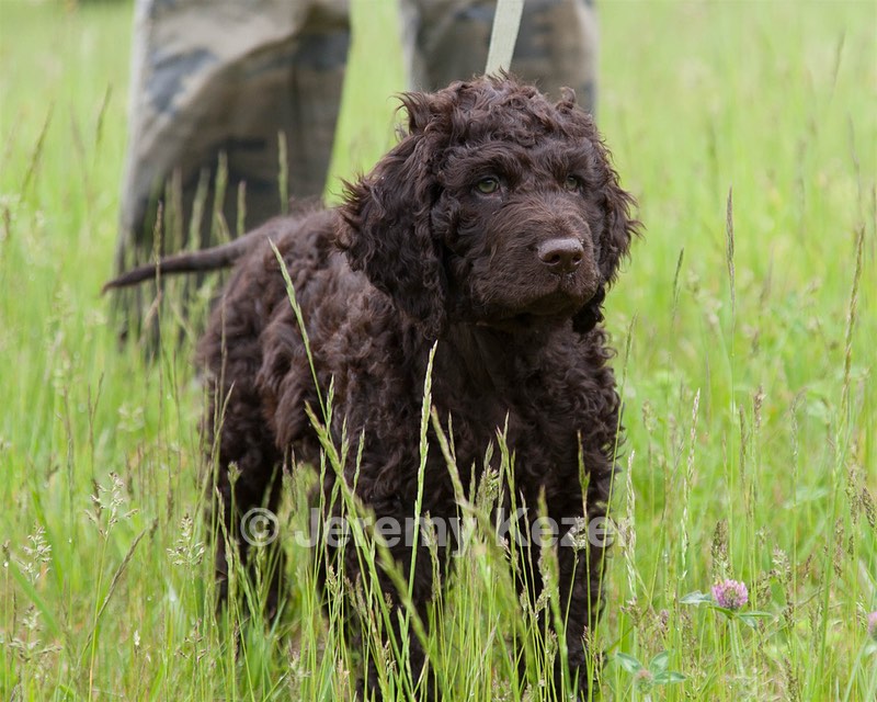 Hughie