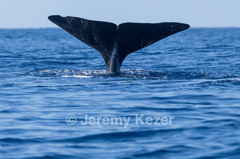 Sperm Whale