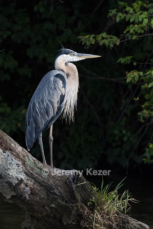 Great Blue Heron