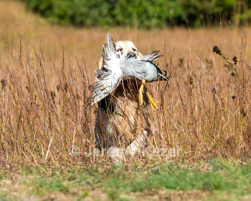 Ghillie Deresienska