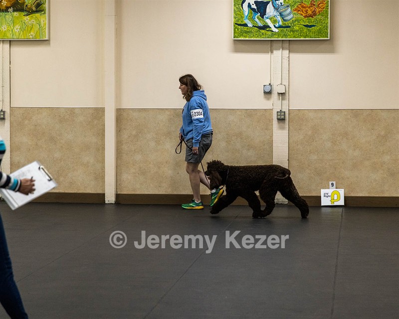 2304 - GCH CH BREKKON'S FIRST MARK BN RN CGC TKN (Hunny)