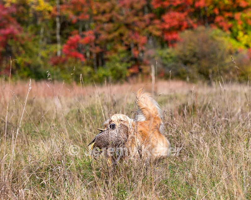 Breeze