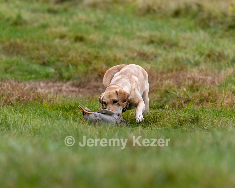 Piper Patterson