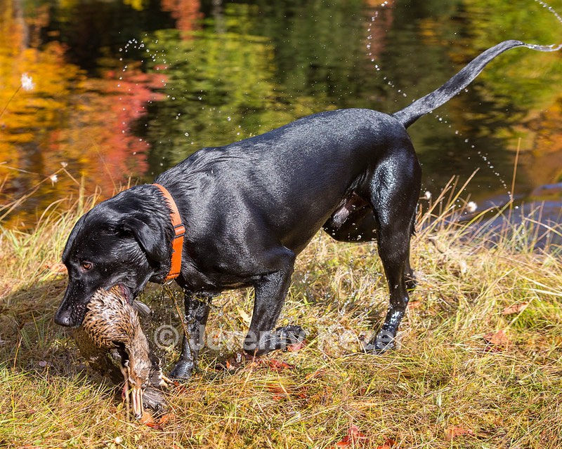 Iowa Pointing Labs Messinger's Kel (Kel)