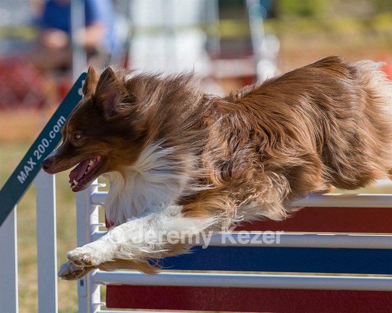 Keebler Derby