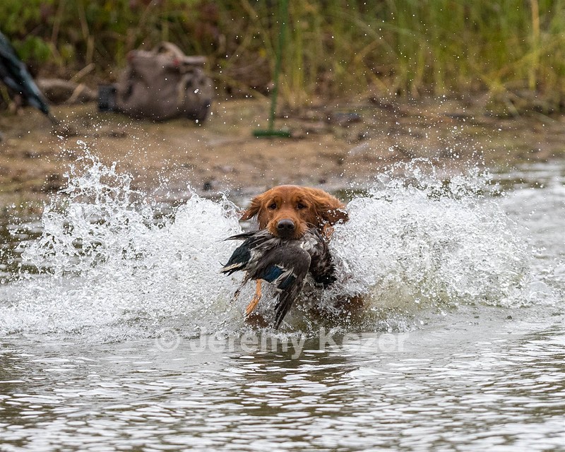 Tracker