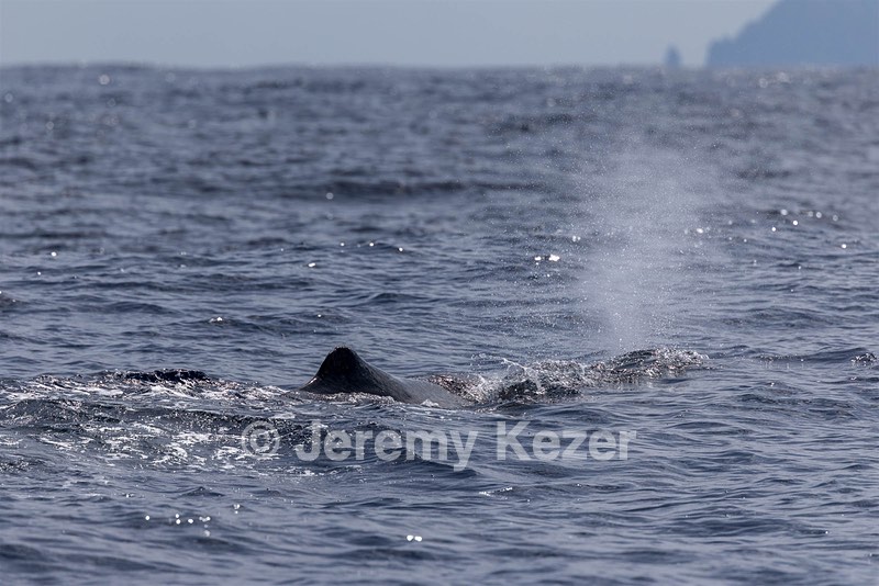 Sperm Whale