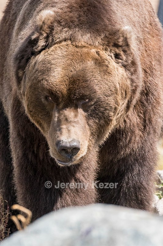 Grizzly & Wolf Discovery Center, West Yellowstone