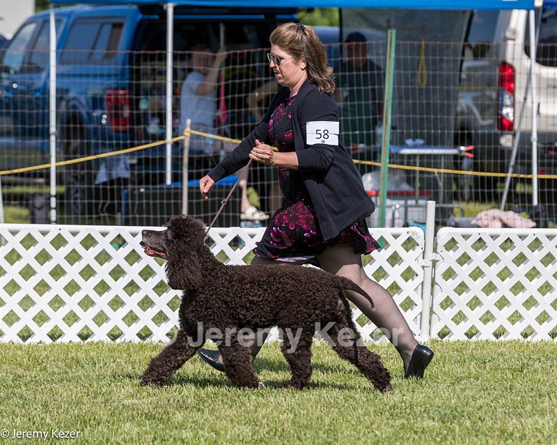 58 - GCH CH Flintcrest Firing Cupid's Arrow