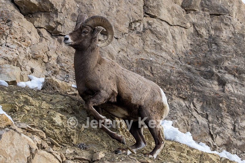 Bighorn Sheep, Yellowstone National Park