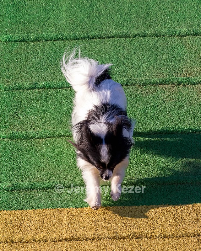 Maximus Johnson