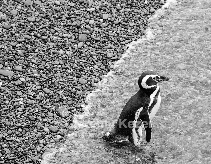 Magellanic Penguin, Punta Tombo