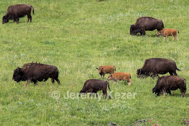 Bison, Custer State Park, South Dakota