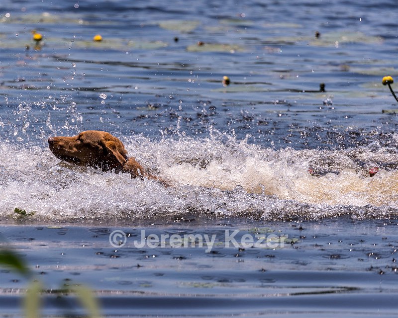 Zep