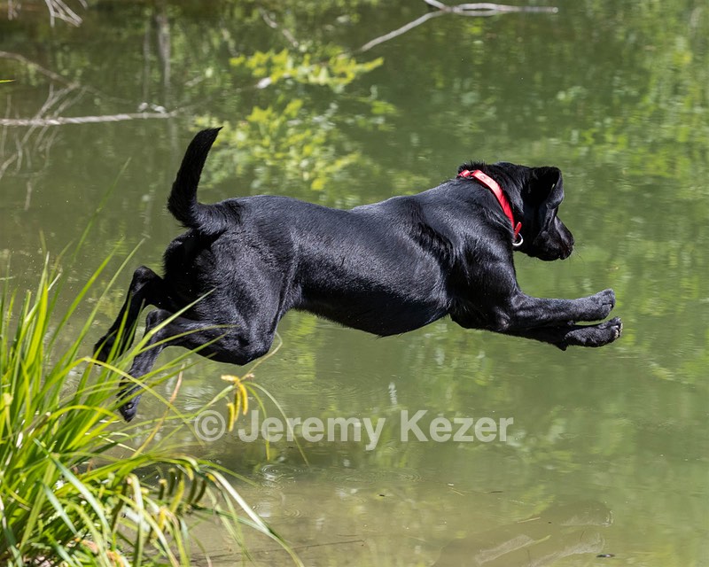 Otter Marro