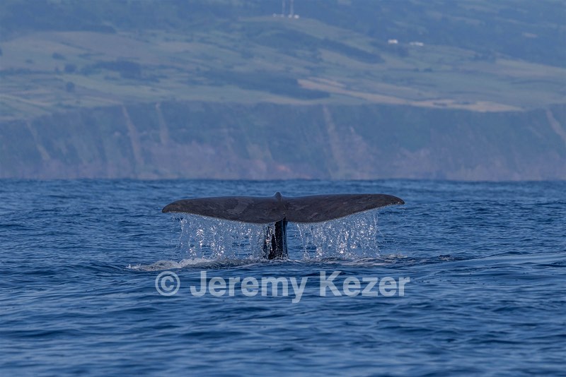 Sperm Whale