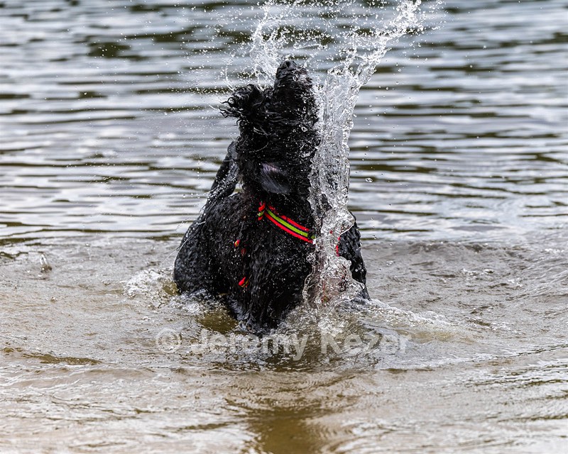 Ziva Hyres