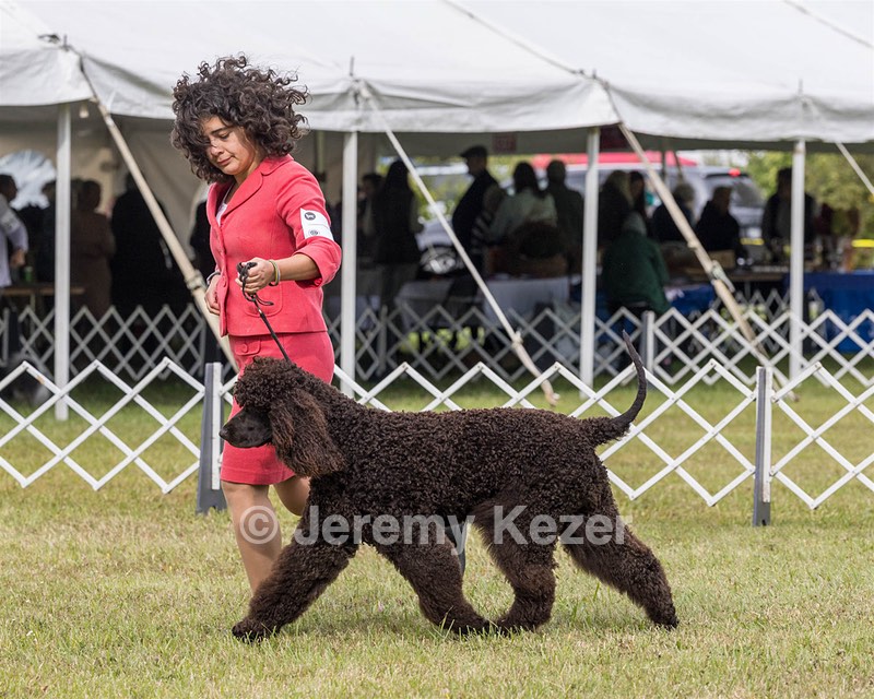 09 - GCH CH POOLE'S IDE DARK KNIGHT RN CGC TKN ATT (Oscar)