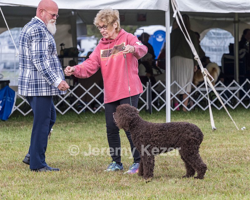 22 - CH Ballyhoo's She's Leather And Lace CGCU (Stevie)