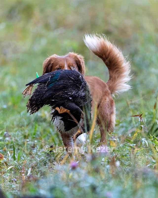 Merlot Quackenbush
