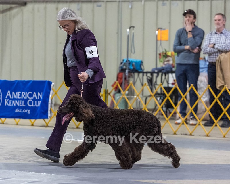 18 - CASTLEHILL'S P.S. BABY I'M A STAR AT DONNYBROOK FDC CA FCAT SWNE
SWA SIAE SEAE TKN ATT FTN (Portia)