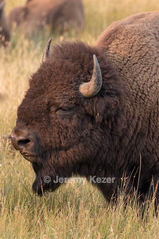 Yellowstone National Park