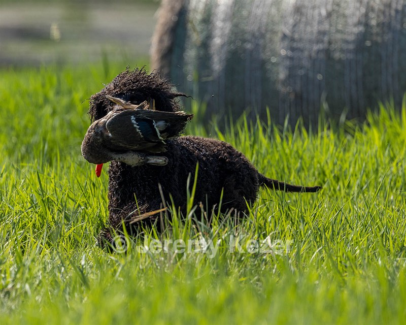Ghillie Kezer