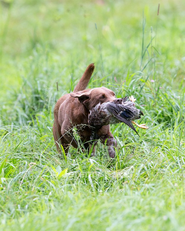 Brandy Blasbalg