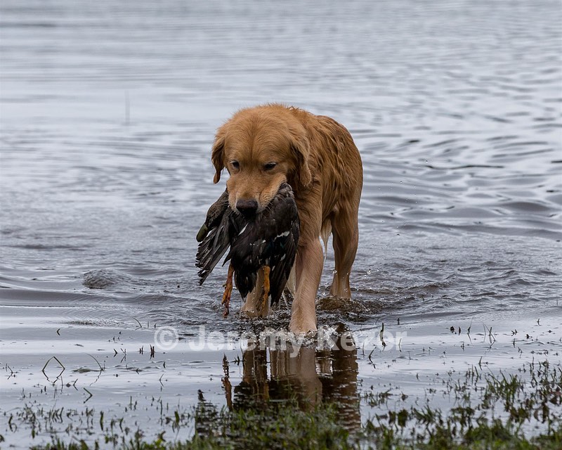 Opie McGee