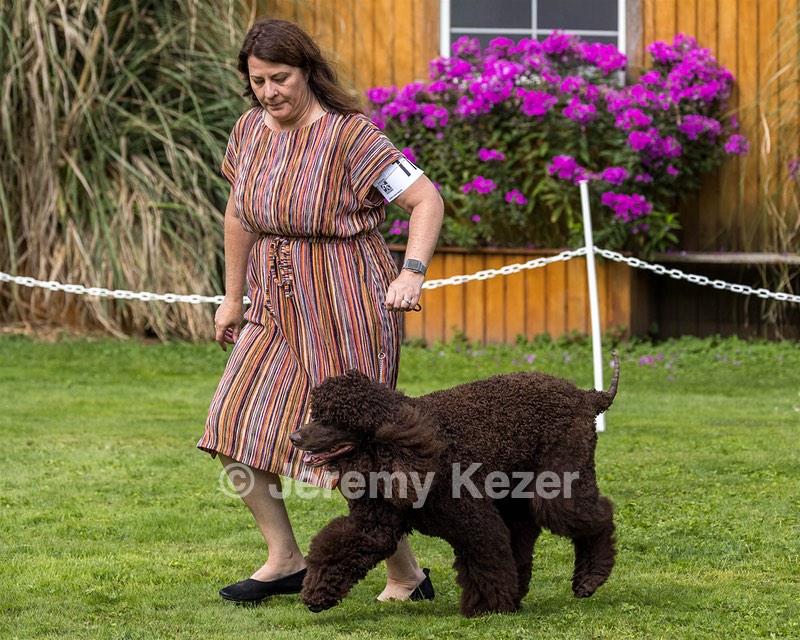 11 - GCH CH BREKKON'S FIRST MARK BN RN CGC TKN (Hunny)