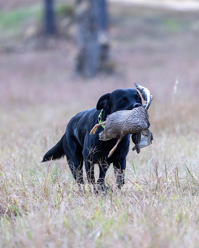 Ruger Harrelson