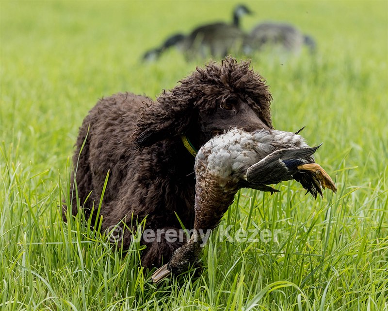 Ghillie Kezer