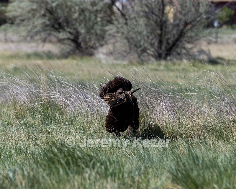 Ghillie